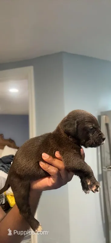 Thor – Cane Corso puppy for sale in Middletown, NY