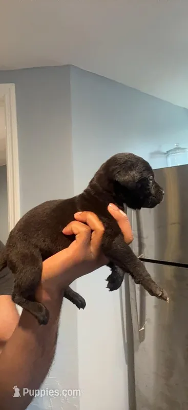 Bella – Cane Corso puppy for sale in Middletown, NY