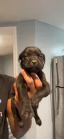 Bella, a female Cane Corso for sale in Middletown, NY – Photo 2 of 3