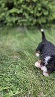 Silver, a female Bernese Mountain Dog and Poodle - Miniature  for sale in New Paris, IN – 7 of 9