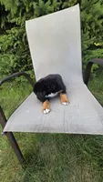 Dark green, a male Bernese Mountain Dog and Poodle - Miniature  for sale in New Paris, IN – 3 of 8