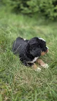 Silver, a female Bernese Mountain Dog and Poodle - Miniature  for sale in New Paris, IN – 5 of 9