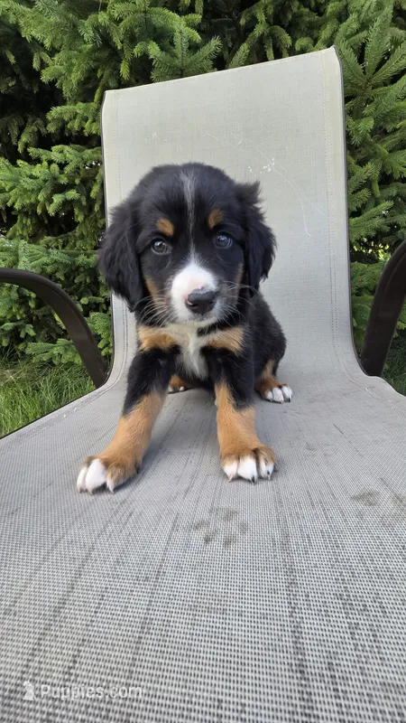 Dark green – Bernese Mountain Dog, Poodle - Miniature  puppy for sale in New Paris, IN