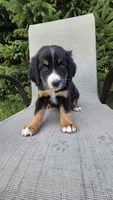 Dark green, a male Bernese Mountain Dog and Poodle - Miniature  for sale in New Paris, IN – 1 of 8