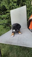 Dark green, a male Bernese Mountain Dog and Poodle - Miniature  for sale in New Paris, IN – 4 of 8