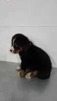 Red, a male Bernese Mountain Dog for sale in New Paris, IN – Photo 6 of 8
