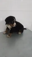 Red, a male Bernese Mountain Dog for sale in New Paris, IN – Photo 3 of 8