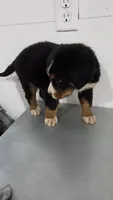 Red, a male Bernese Mountain Dog for sale in New Paris, IN – Photo 7 of 8