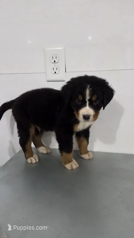 Red – Bernese Mountain Dog puppy for sale in New Paris, IN