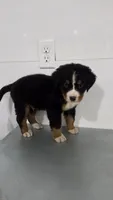 Red, a male Bernese Mountain Dog for sale in New Paris, IN – Photo 1 of 8
