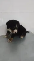 Red, a male Bernese Mountain Dog for sale in New Paris, IN – Photo 2 of 8