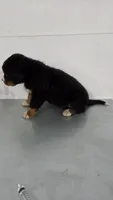 Red, a male Bernese Mountain Dog for sale in New Paris, IN – Photo 5 of 8