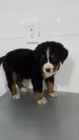 Red, a male Bernese Mountain Dog for sale in New Paris, IN – Photo 4 of 8