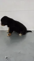 Red, a male Bernese Mountain Dog for sale in New Paris, IN – Photo 8 of 8