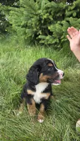 Light green, a female Bernese Mountain Dog and Poodle - Miniature  for sale in New Paris, IN – 3 of 3