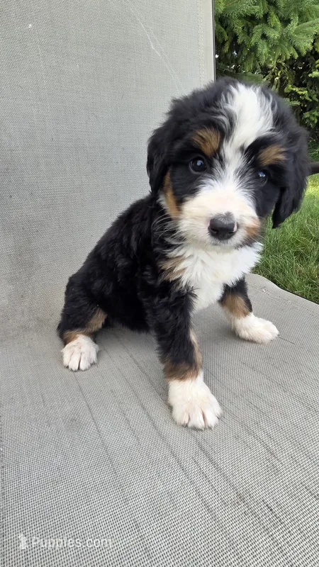 Red – Bernese Mountain Dog, Poodle - Miniature  puppy for sale in New Paris, IN