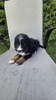 Purple , a female Bernese Mountain Dog and Poodle - Miniature  for sale in New Paris, IN – 2 of 7