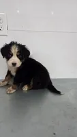 Orange , a male Bernese Mountain Dog for sale in New Paris, IN – Photo 2 of 4