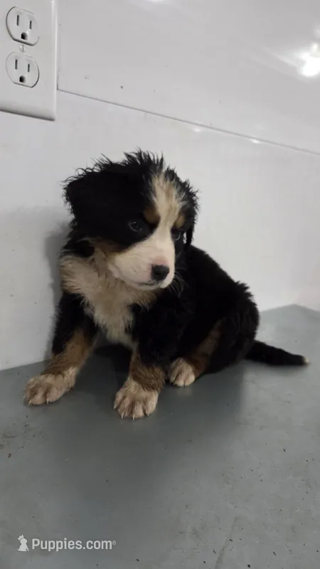 Orange  – Bernese Mountain Dog puppy for sale in New Paris, IN