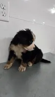 Orange , a male Bernese Mountain Dog for sale in New Paris, IN – Photo 4 of 4