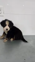 Orange , a male Bernese Mountain Dog for sale in New Paris, IN – Photo 3 of 4