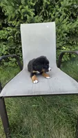 Dark green, a male Bernese Mountain Dog and Poodle - Miniature  for sale in New Paris, IN – 5 of 8