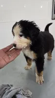 Silver, a male Bernese Mountain Dog for sale in New Paris, IN – Photo 4 of 4