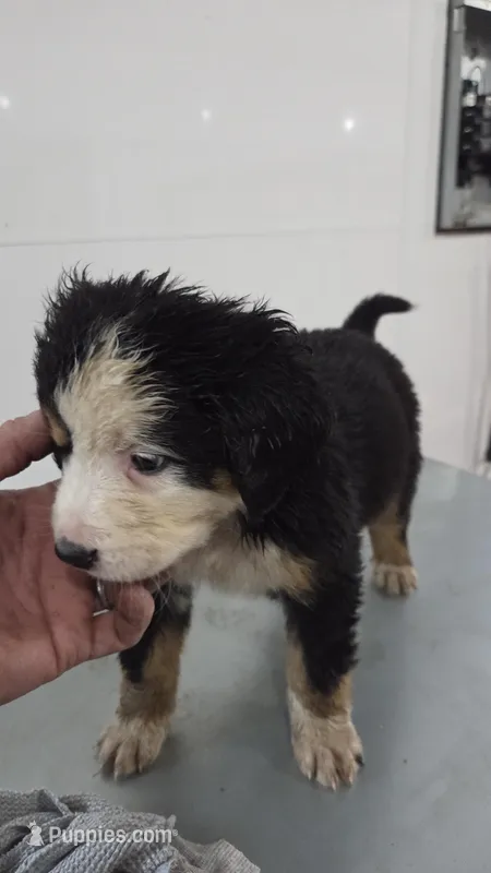 Silver – Bernese Mountain Dog puppy for sale in New Paris, IN