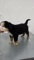 Silver, a male Bernese Mountain Dog for sale in New Paris, IN – Photo 3 of 4
