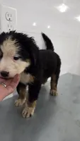 Silver, a male Bernese Mountain Dog for sale in New Paris, IN – Photo 2 of 4