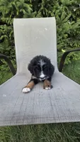 Purple , a female Bernese Mountain Dog and Poodle - Miniature  for sale in New Paris, IN – 7 of 7
