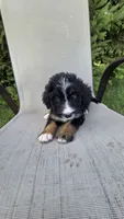 Purple , a female Bernese Mountain Dog and Poodle - Miniature  for sale in New Paris, IN – 3 of 7