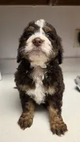 Coco , a female Bernedoodle for sale in New Paris, IN – Photo 4 of 6