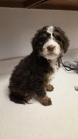 Coco , a female Bernedoodle for sale in New Paris, IN – Photo 2 of 6
