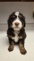 Coco , a female Bernedoodle for sale in New Paris, IN – Photo 5 of 6