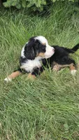 Blue , a male Bernese Mountain Dog and Poodle - Miniature  for sale in New Paris, IN – 7 of 7