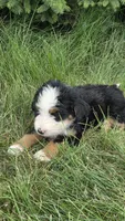 Blue , a male Bernese Mountain Dog and Poodle - Miniature  for sale in New Paris, IN – 4 of 7