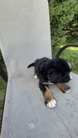 Purple , a female Bernese Mountain Dog and Poodle - Miniature  for sale in New Paris, IN – 4 of 7