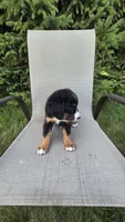 Dark green, a male Bernese Mountain Dog and Poodle - Miniature  for sale in New Paris, IN – 8 of 8