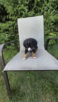 Dark green, a male Bernese Mountain Dog and Poodle - Miniature  for sale in New Paris, IN – 7 of 8