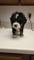 Cutie , a female Bernedoodle for sale in New Paris, IN – Photo 2 of 4