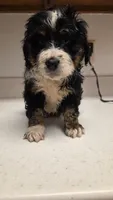 Cutie , a female Bernedoodle for sale in New Paris, IN – Photo 3 of 4