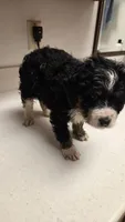 Cutie , a female Bernedoodle for sale in New Paris, IN – Photo 4 of 4