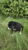 Orange , a male Bernese Mountain Dog and Poodle - Miniature  for sale in New Paris, IN – 9 of 10