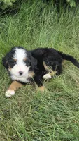 Blue , a male Bernese Mountain Dog and Poodle - Miniature  for sale in New Paris, IN – 5 of 7