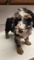 Beth, a female Bernedoodle for sale in New Paris, IN – Photo 5 of 5