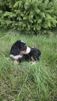 Orange , a male Bernese Mountain Dog and Poodle - Miniature  for sale in New Paris, IN – 4 of 10