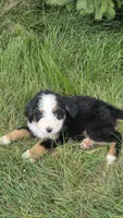 Blue , a male Bernese Mountain Dog and Poodle - Miniature  for sale in New Paris, IN – 3 of 7