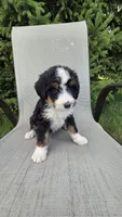 Red, a male Bernese Mountain Dog and Poodle - Miniature  for sale in New Paris, IN – 4 of 5