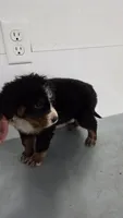 Blue , a male Bernese Mountain Dog for sale in New Paris, IN – Photo 4 of 5
